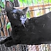 Thumbnail photo of A-Mitzy Barn Cat #4