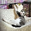 Thumbnail photo of Chimp #3
