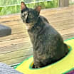 Thumbnail photo of Harmony #1