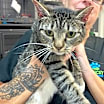 Thumbnail photo of Angelique #1