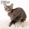 Thumbnail photo of Otto #3