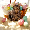 Thumbnail photo of Violet #1