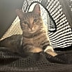 Thumbnail photo of Thumper #1