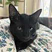 Thumbnail photo of Shadow #2