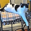 Thumbnail photo of Ava Marie #4