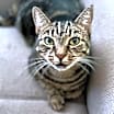 Thumbnail photo of Cookie #1