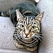 Thumbnail photo of Cookie #2