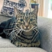 Thumbnail photo of Cookie #3