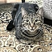 Thumbnail photo of Cookie #4