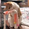 Thumbnail photo of Perry #1