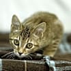 Thumbnail photo of Jurian #2