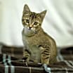 Thumbnail photo of Jurian #3