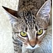 Thumbnail photo of Dixie #3