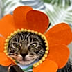Thumbnail photo of Rambi #1