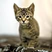 Thumbnail photo of Azriel #1