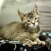 Thumbnail photo of Azriel #3