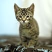 Thumbnail photo of Azriel #4