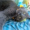 Thumbnail photo of Frank (special needs) #3