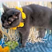 Thumbnail photo of Frank (special needs) #4
