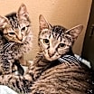 Thumbnail photo of Peach #2