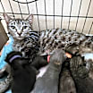 Thumbnail photo of Peach #3