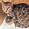 Thumbnail photo of Peach #4