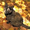 Thumbnail photo of Momma Wendy (Wendy's Litter) #1
