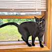 Thumbnail photo of Shady #1