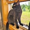 Thumbnail photo of Shady #2