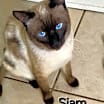Thumbnail photo of SIAM #2