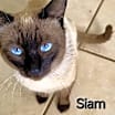Thumbnail photo of SIAM #3