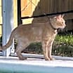 Thumbnail photo of Goose #2