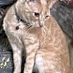 Thumbnail photo of Goose #3