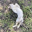 Thumbnail photo of Daddy Cat #1