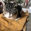 Thumbnail photo of Daddy Cat #2