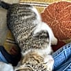 Thumbnail photo of Daddy Cat #3