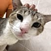 Thumbnail photo of Daddy Cat #4