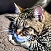 Thumbnail photo of Maverick - CH - OR #3