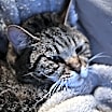 Thumbnail photo of Maverick - CH - OR #4