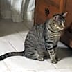 Thumbnail photo of CP - NC Stripes #2