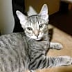 Thumbnail photo of Pappy #3