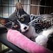 Thumbnail photo of Panda #2