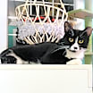 Thumbnail photo of Panda #4