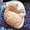 Thumbnail photo of Sunshine #3