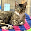 Thumbnail photo of Aspen #2