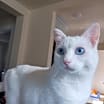 Thumbnail photo of Marshmalllow #3