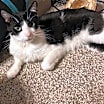 Thumbnail photo of Buddy #1