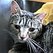 Thumbnail photo of Angelique #2