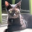Thumbnail photo of Jenson (Jetty) (Cocoa) #1