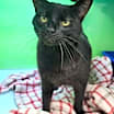 Thumbnail photo of Handsome Muffinn #1